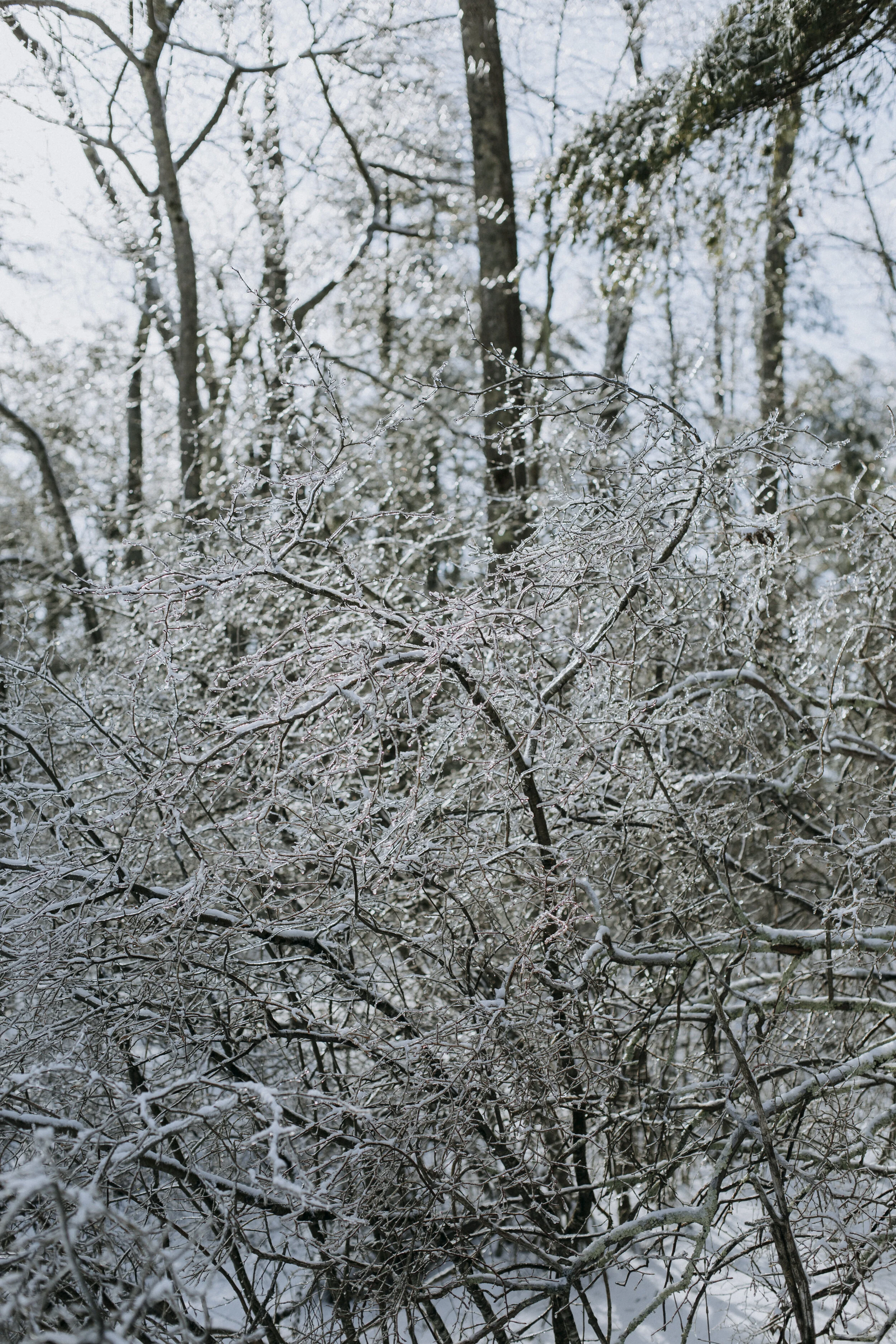 ICEFISHING394A6765.jpg