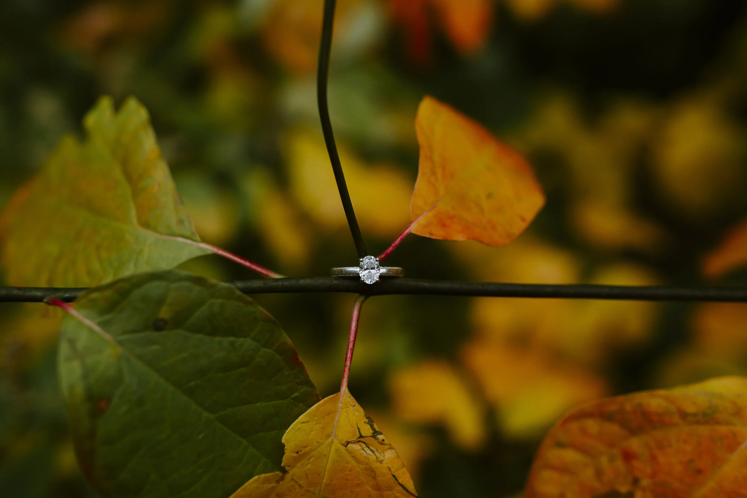 lizaandernieengagement201976.jpg