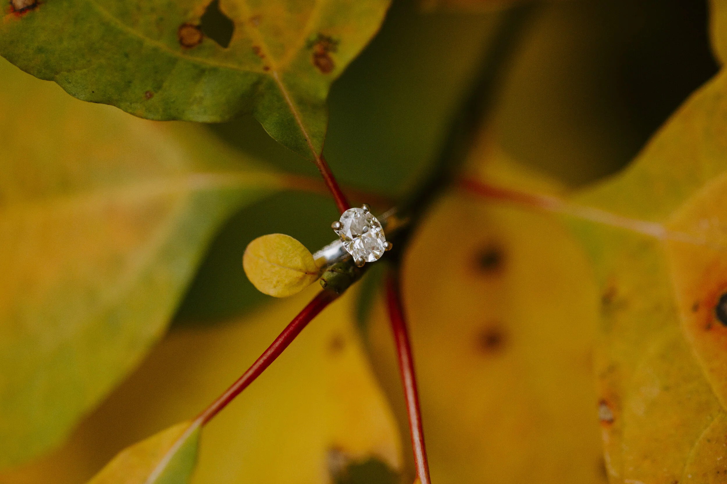 lizaandernieengagement201978.jpg