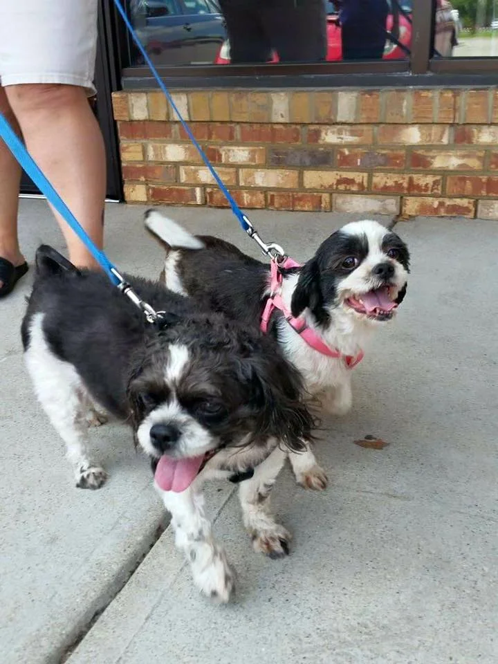 bonded pair.jpg
