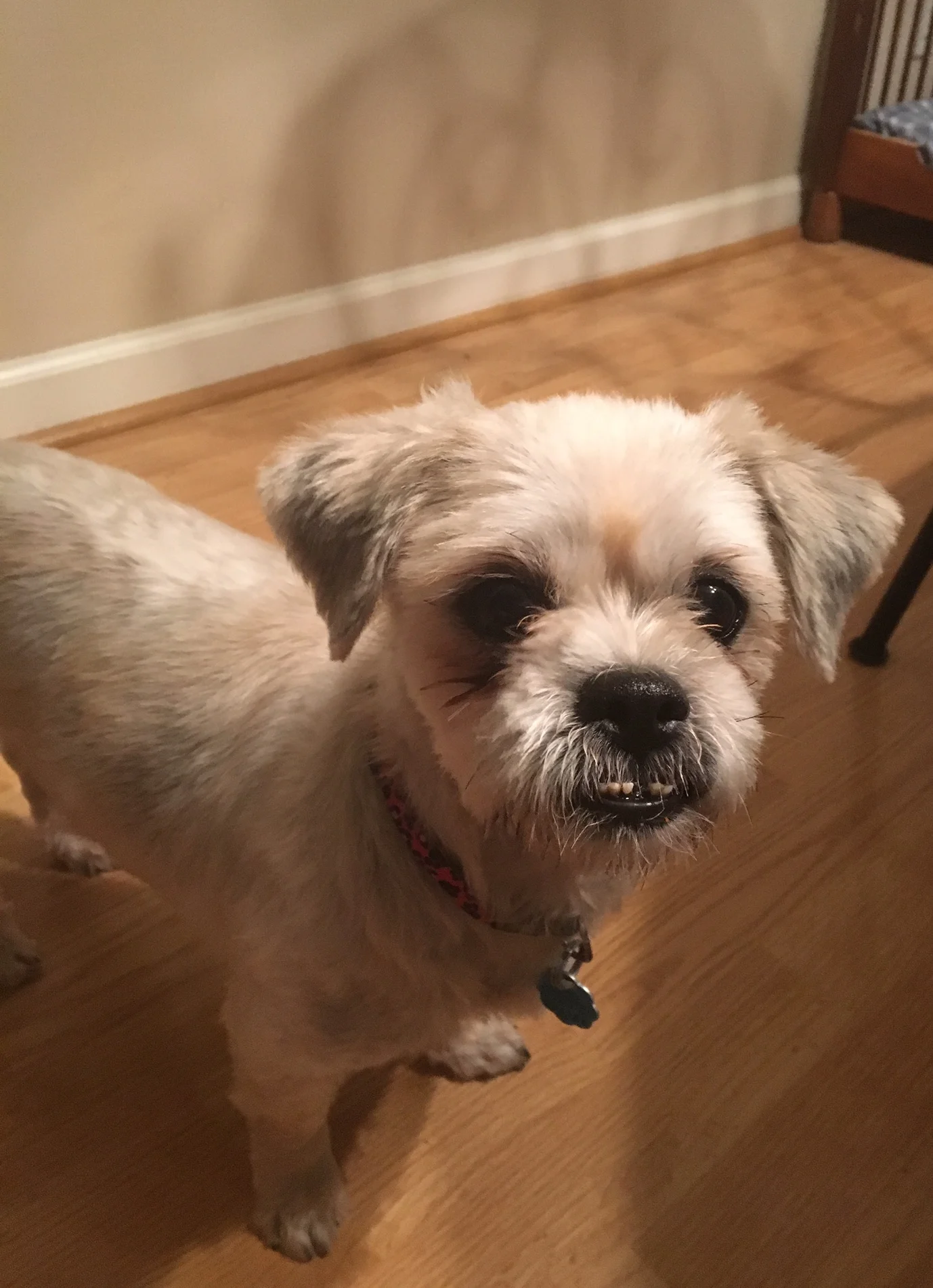 MAGGIE.jpg