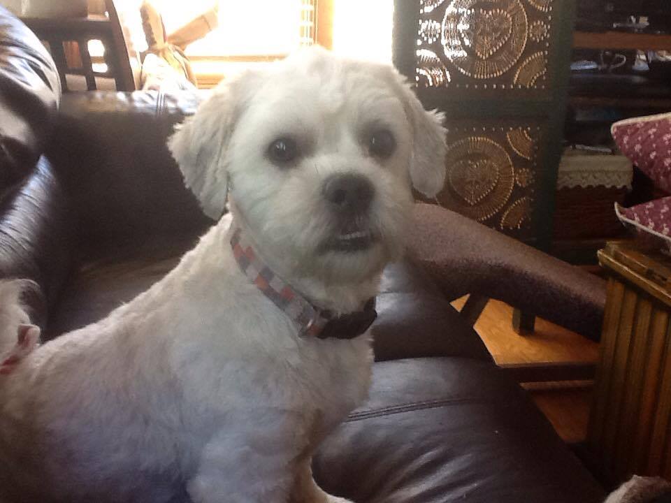 buddy1.jpg