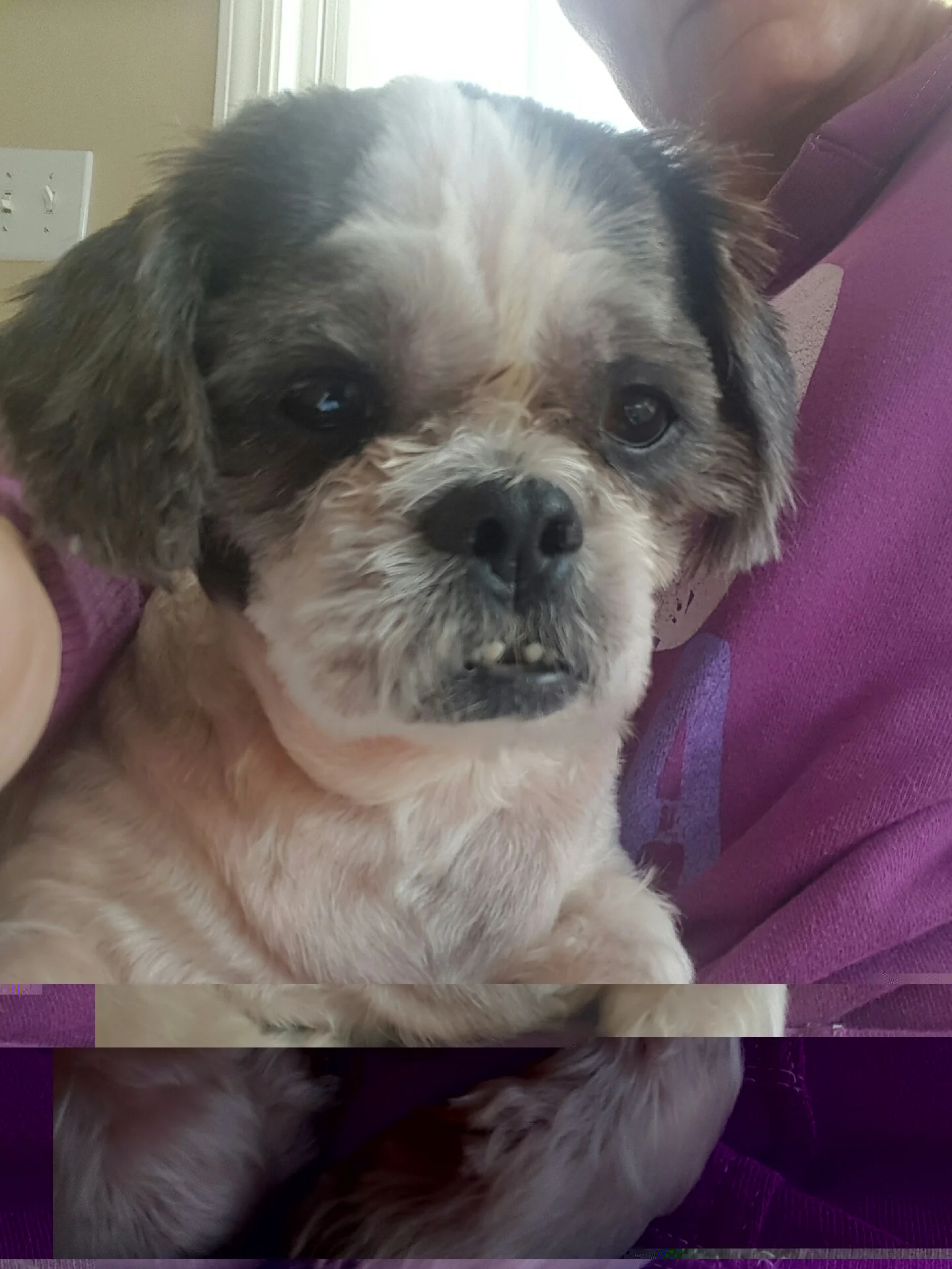 Bentley Bean.jpg