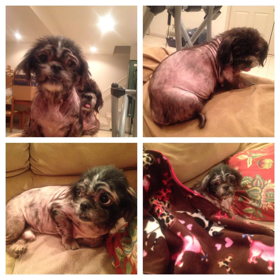 puppy mill.jpg