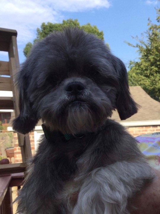 baxter.jpg
