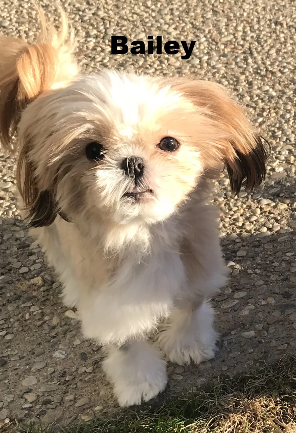 bailey4.jpg