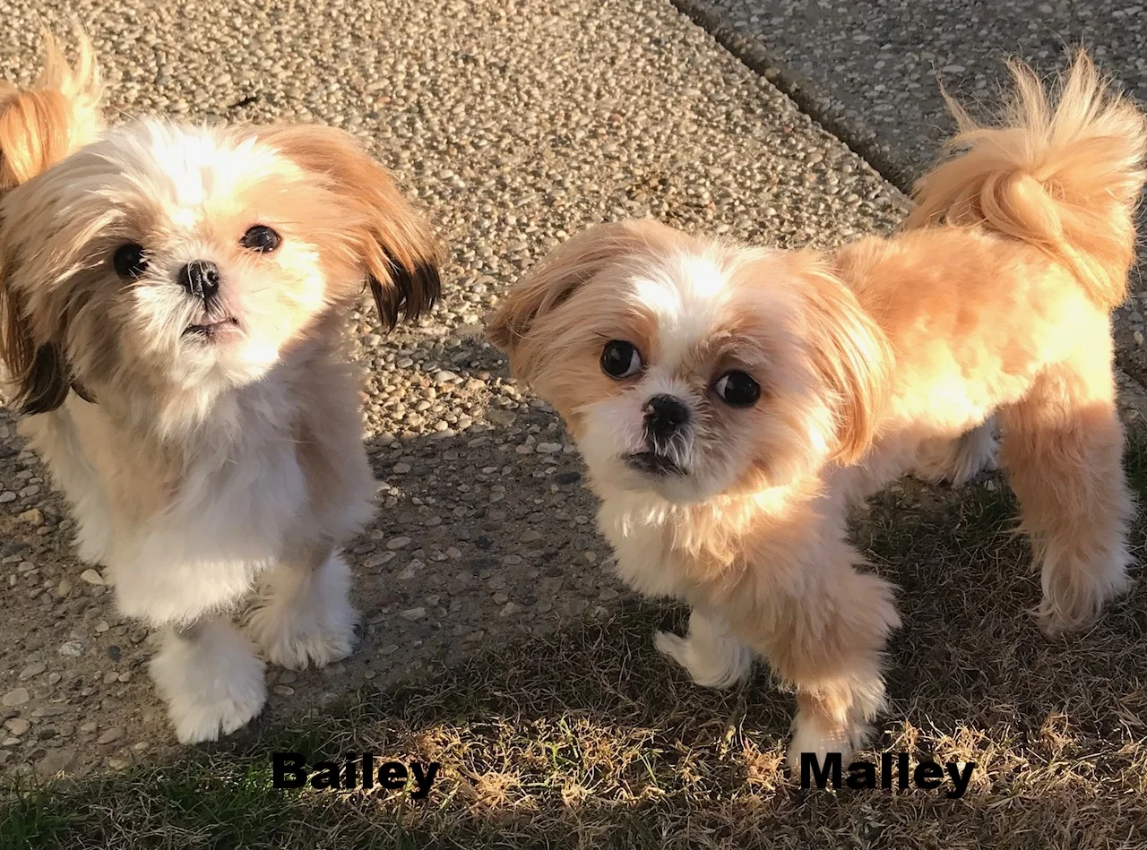 bailey2.jpg