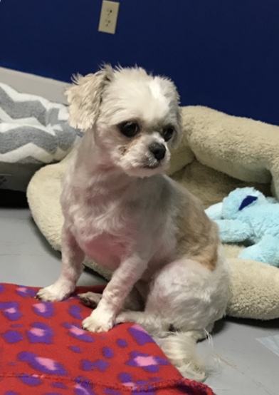 lucy.jpg