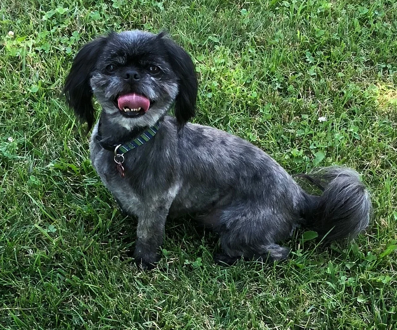 louie2.jpg