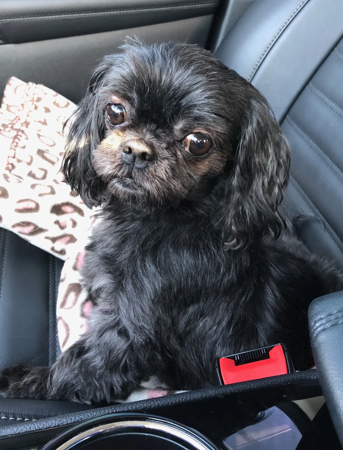zoey3.jpg