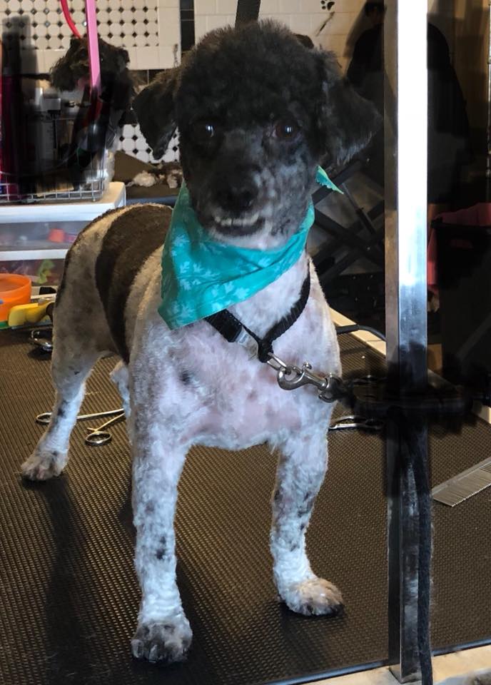 roscoe1.jpg