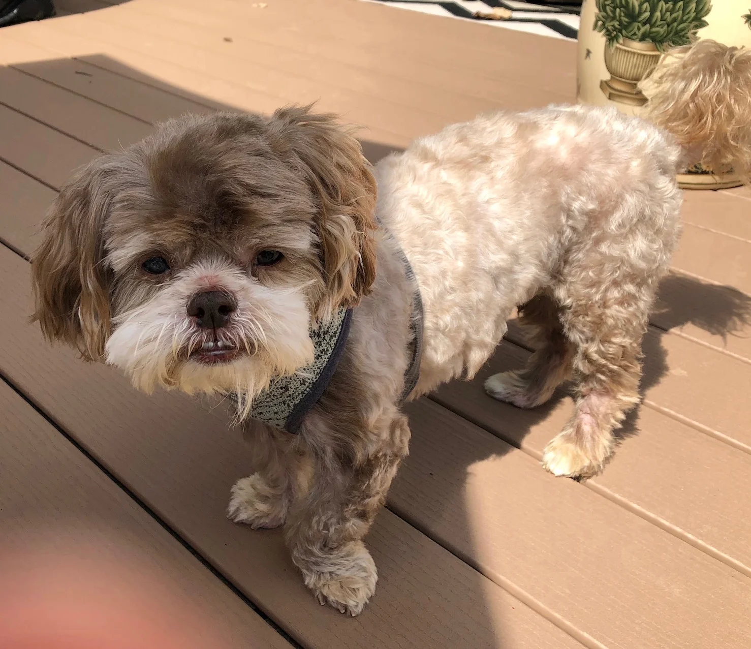 biscuit.jpg