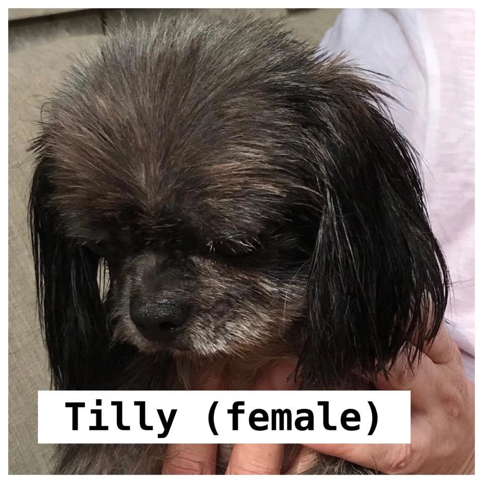 TILLY4.jpg