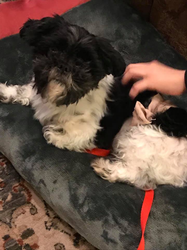 Gizmo.jpg