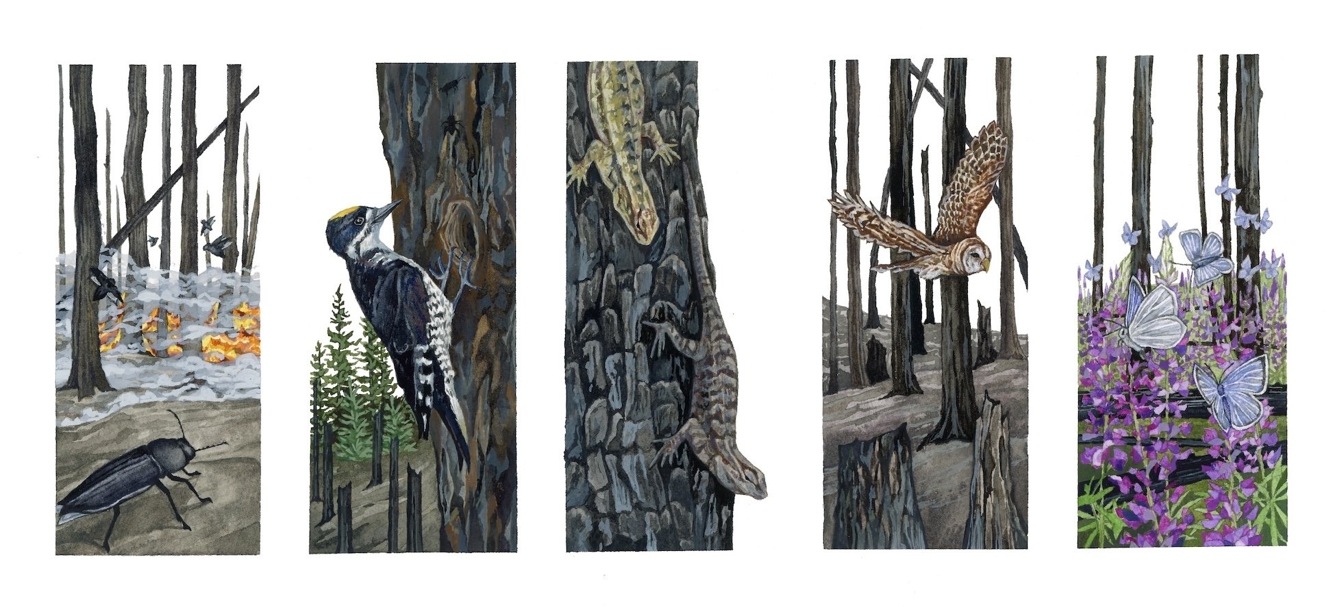Wildlife and Wildfires