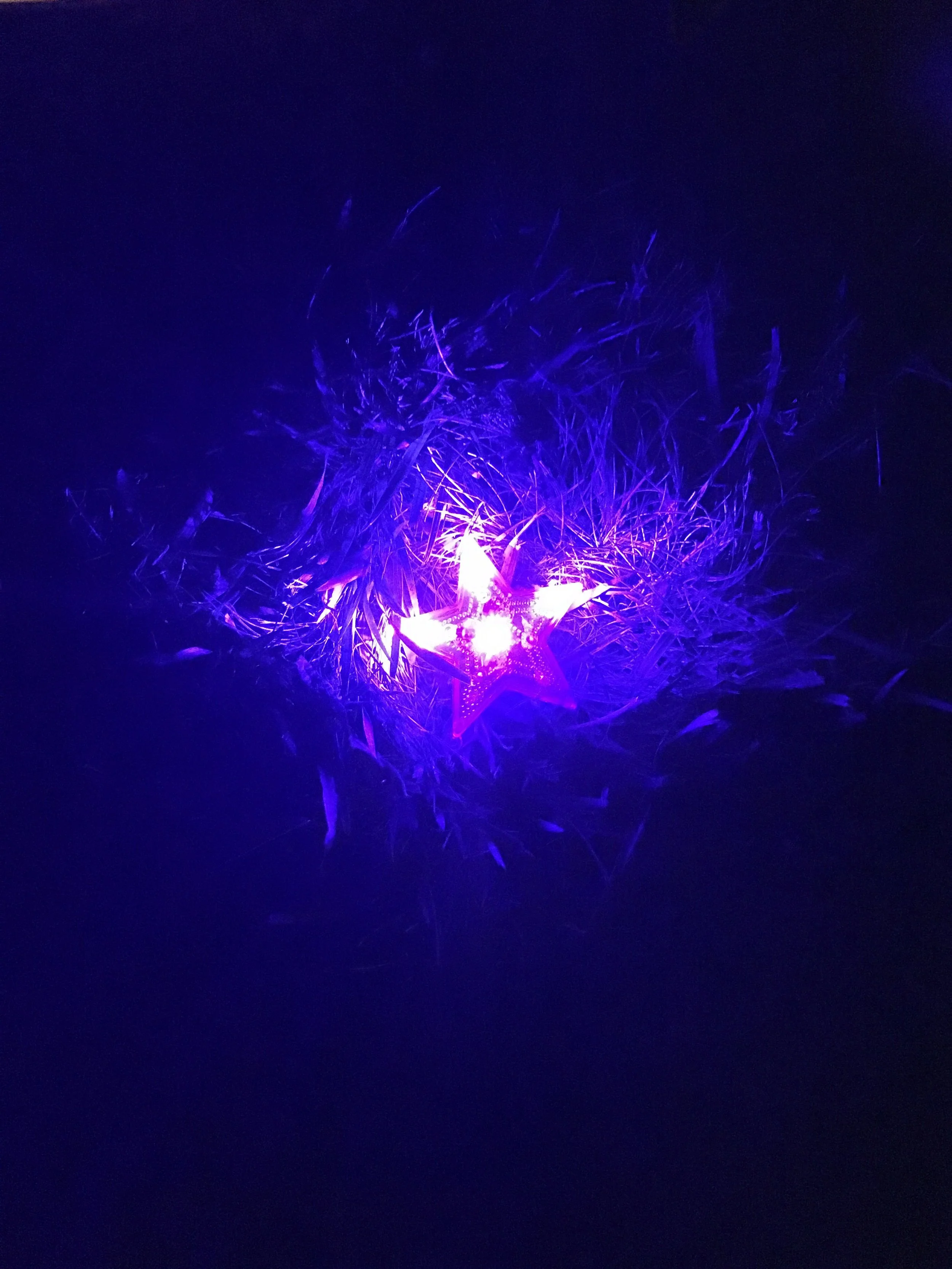 Rani Arbo &amp; daisy mayhem - Putney, VT