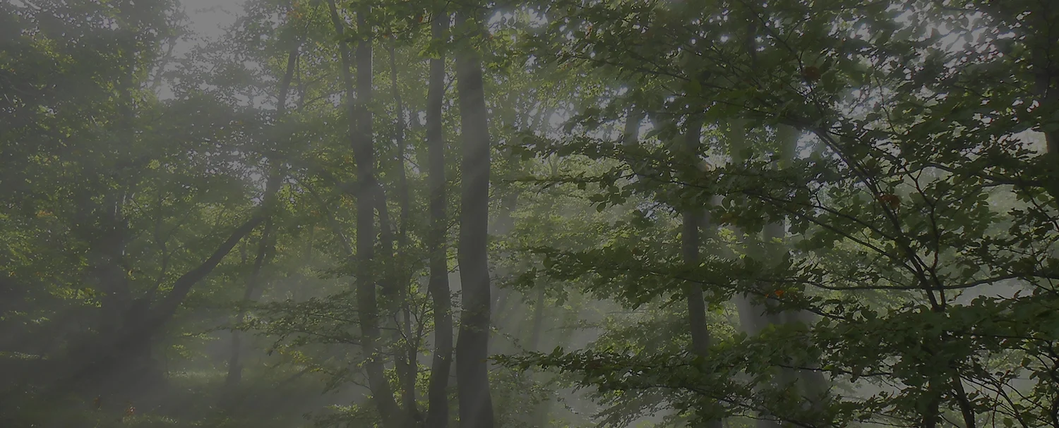 Forest.jpg