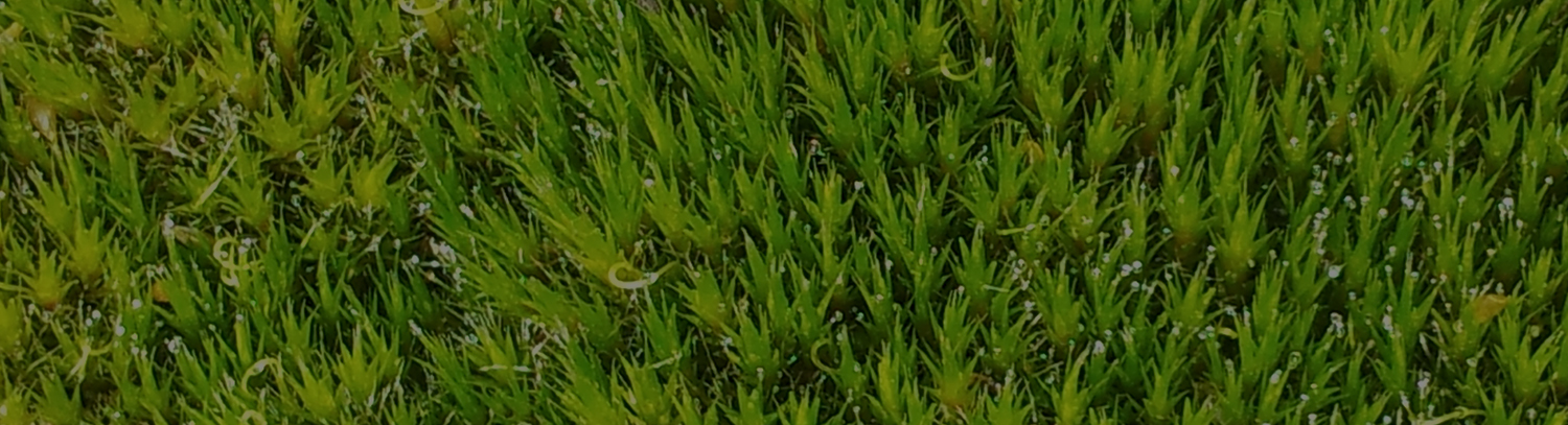 Ecology-and-wildlife.jpg