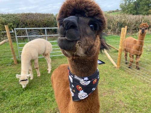 Alpaca walk at dusk
