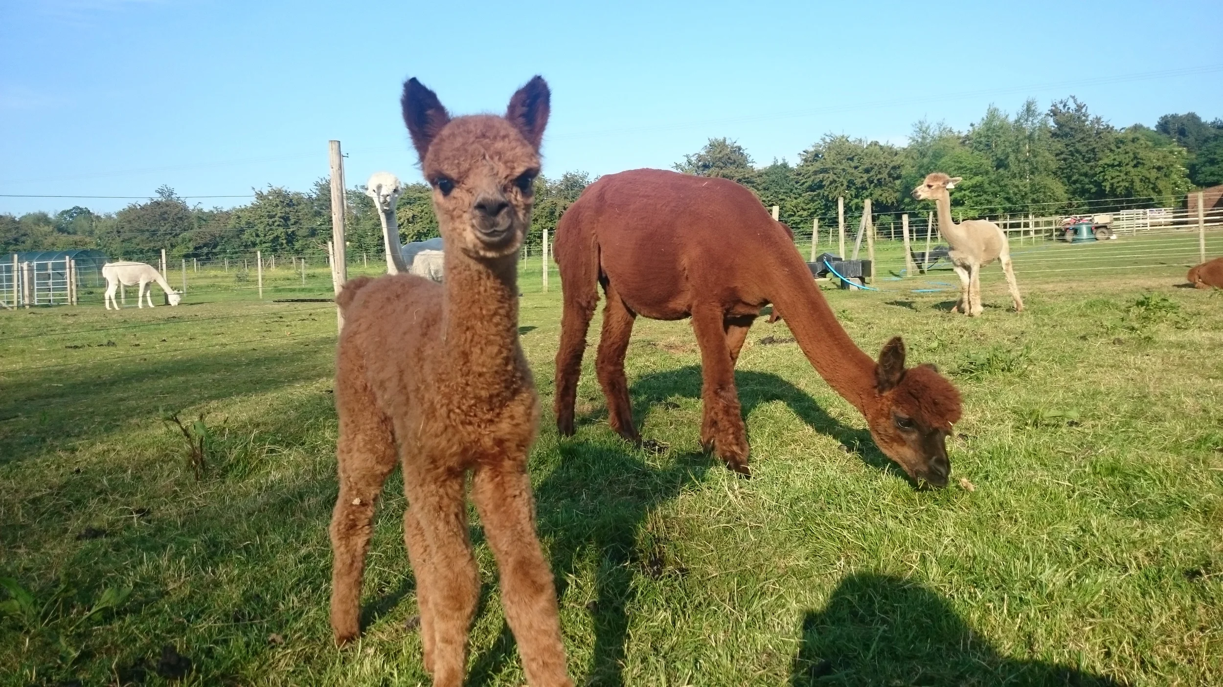  Charnwood Forest Alpacas