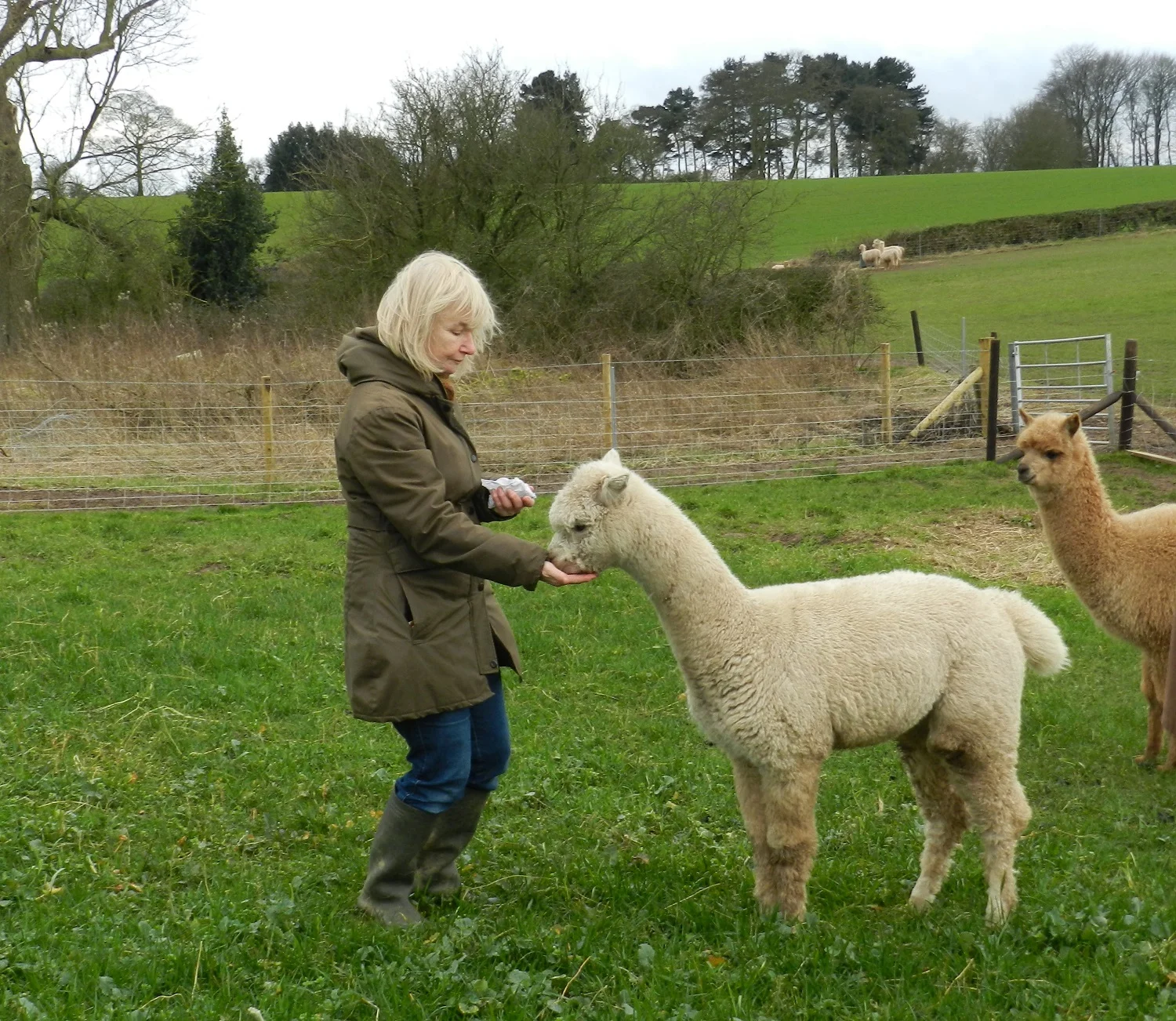 ALPACA WALKING EXPERIENCE Charnwood Forest