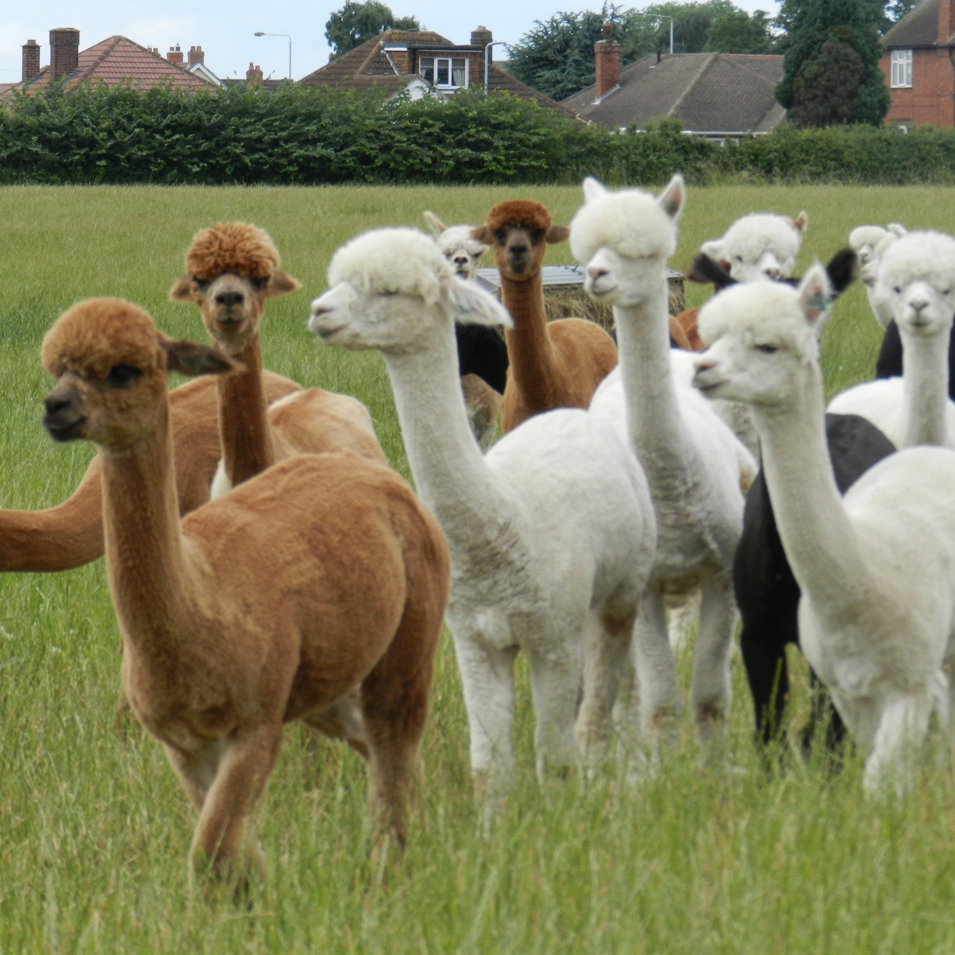 Alpaca, Donkey, Horse and Lamb Experience Days at Charnwood Forest