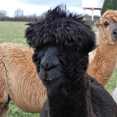 Tempeste DOB: 09/06/13 Colour: Black About: tempeste is our '“grinning alpaca” as she always looks like she has a huge smile on her face. tempeste is a very strong character and always gets her own way. she won’t hesitate to come over and steal a few treats if they are on offer! tempeste is quite a special lady to us, too; in 2014, she won national black champion at one of the alpaca shows.