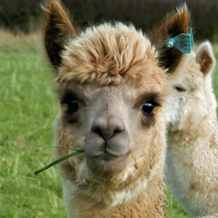Sunshine DOB: 04/06/13 Colour: Medium Fawn About: Sunshine is the beautiful daughter of Pandora, she is a very pretty lady and loves to relax in the fields with her friends.