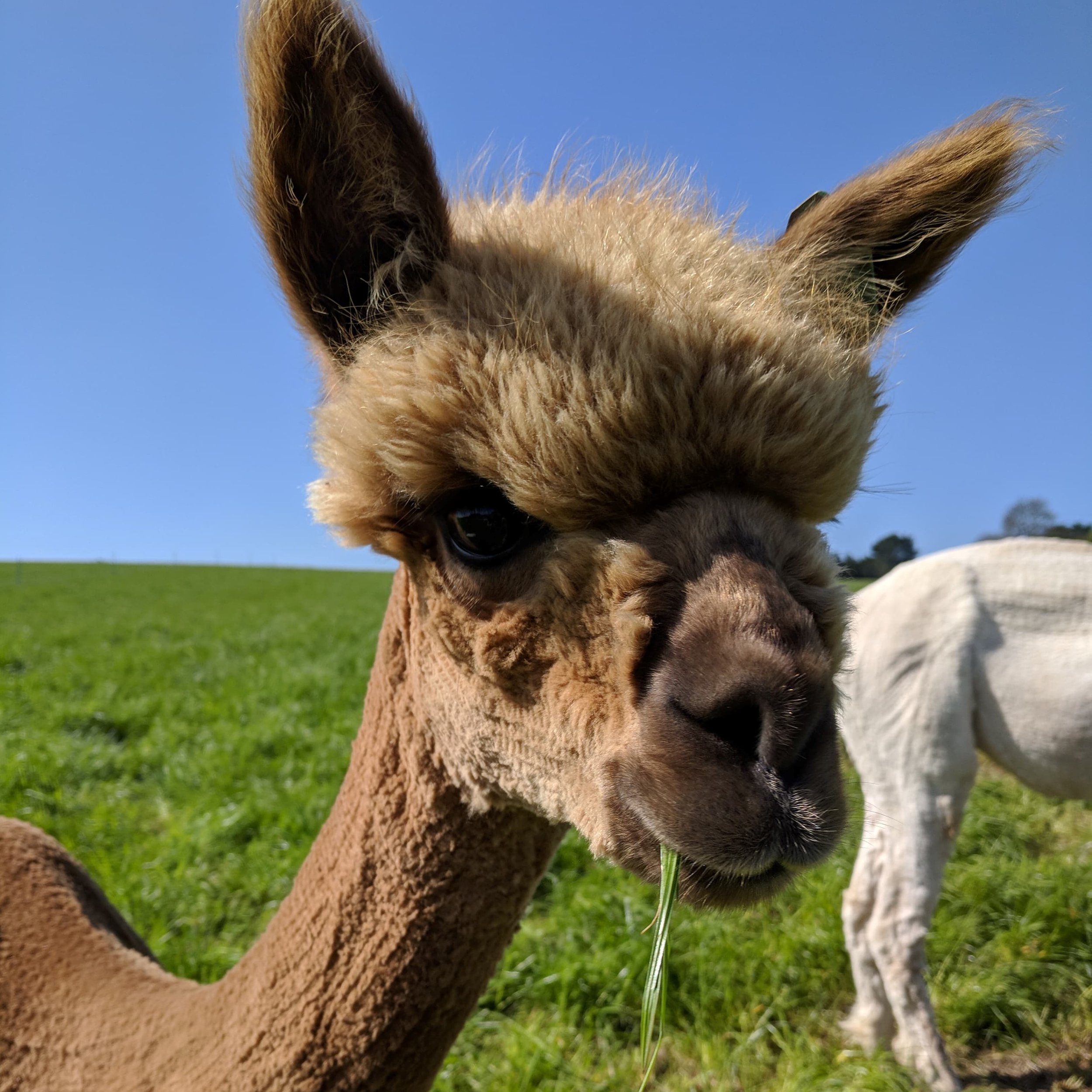 PERFECT STORM DOB: 23/06/17 Colour: Medium Fawn About: PErfect Storm is a very confident little alpaca, one who will always be the first over to greet the public. she has inherited a lot of similar traits from her mum, ‘windermere’, one being her very placid but inquisitive nature.