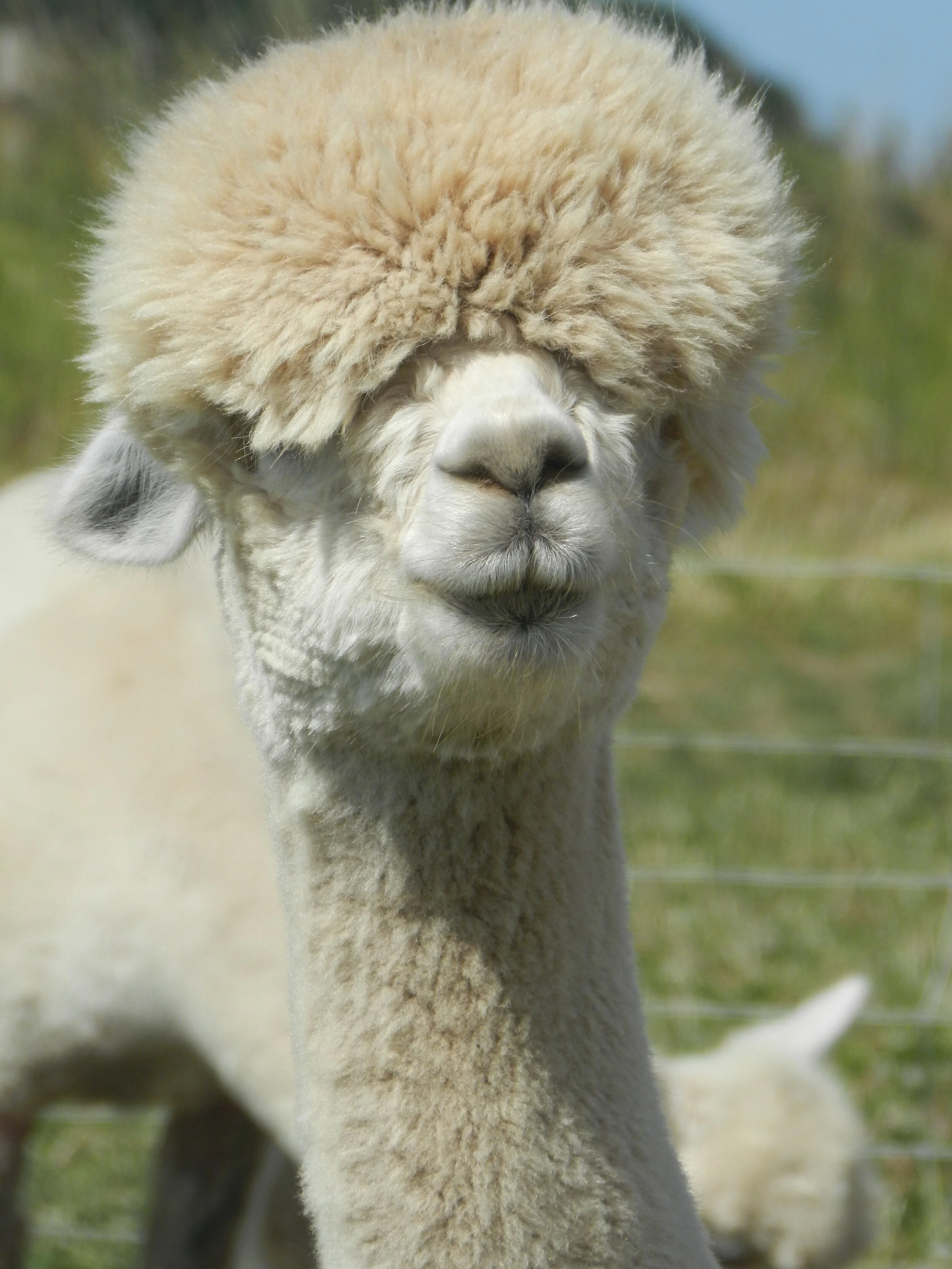 Alpaca Adoptions Charnwood Forest Alpacas