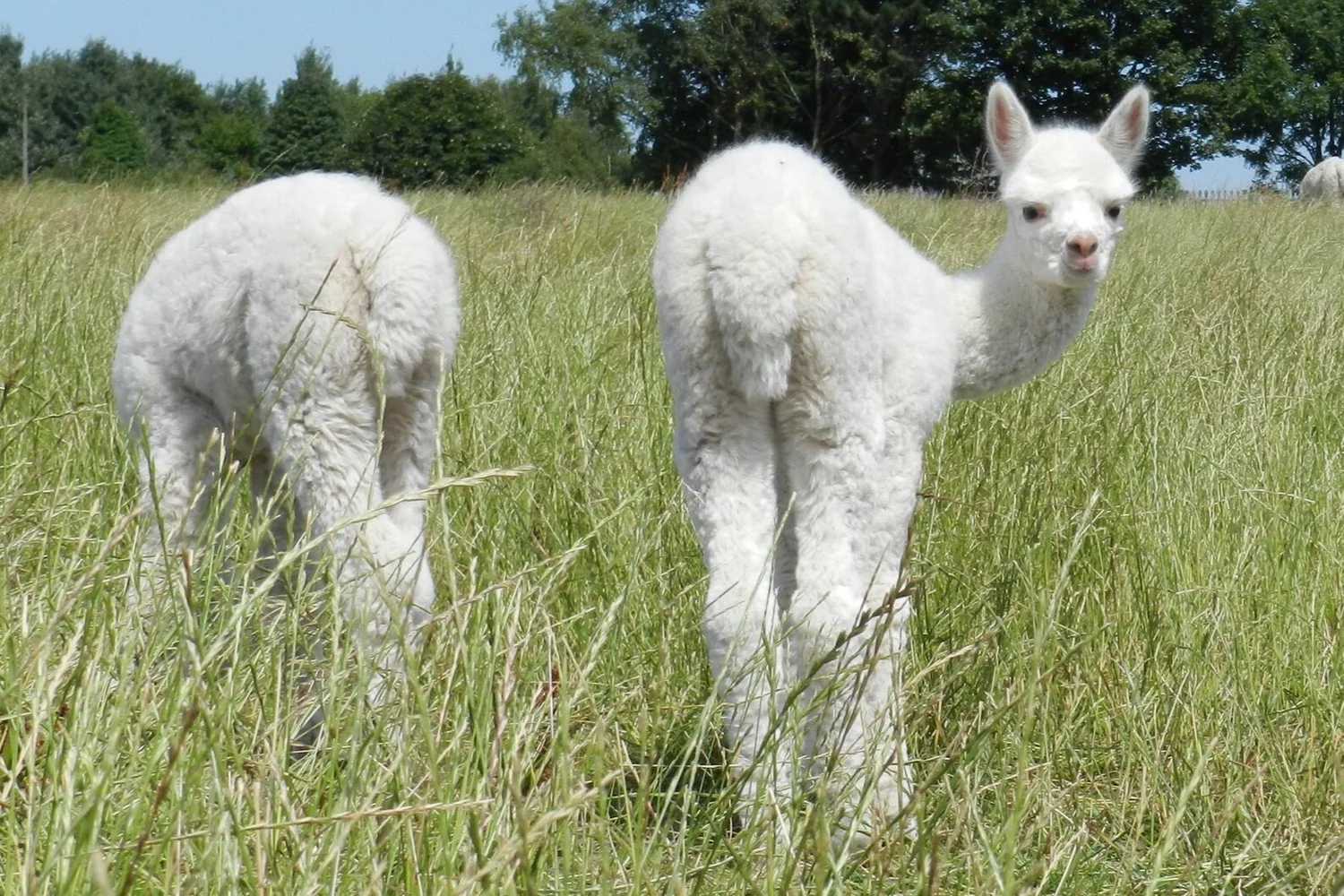 Alpaca, Donkey, Horse and Lamb Experience Days at Charnwood Forest