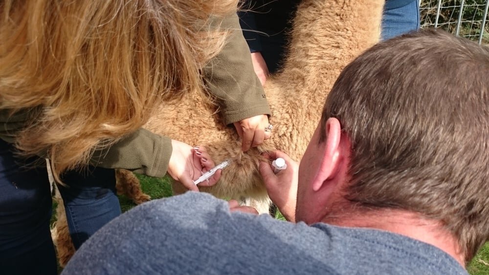alpaca-having-vaccinations.jpeg