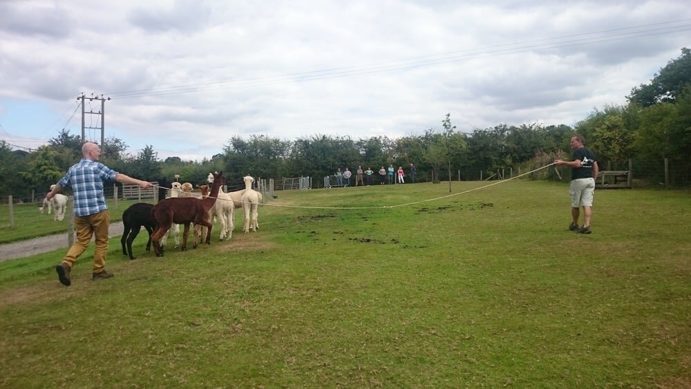 herding-alpacas.jpeg