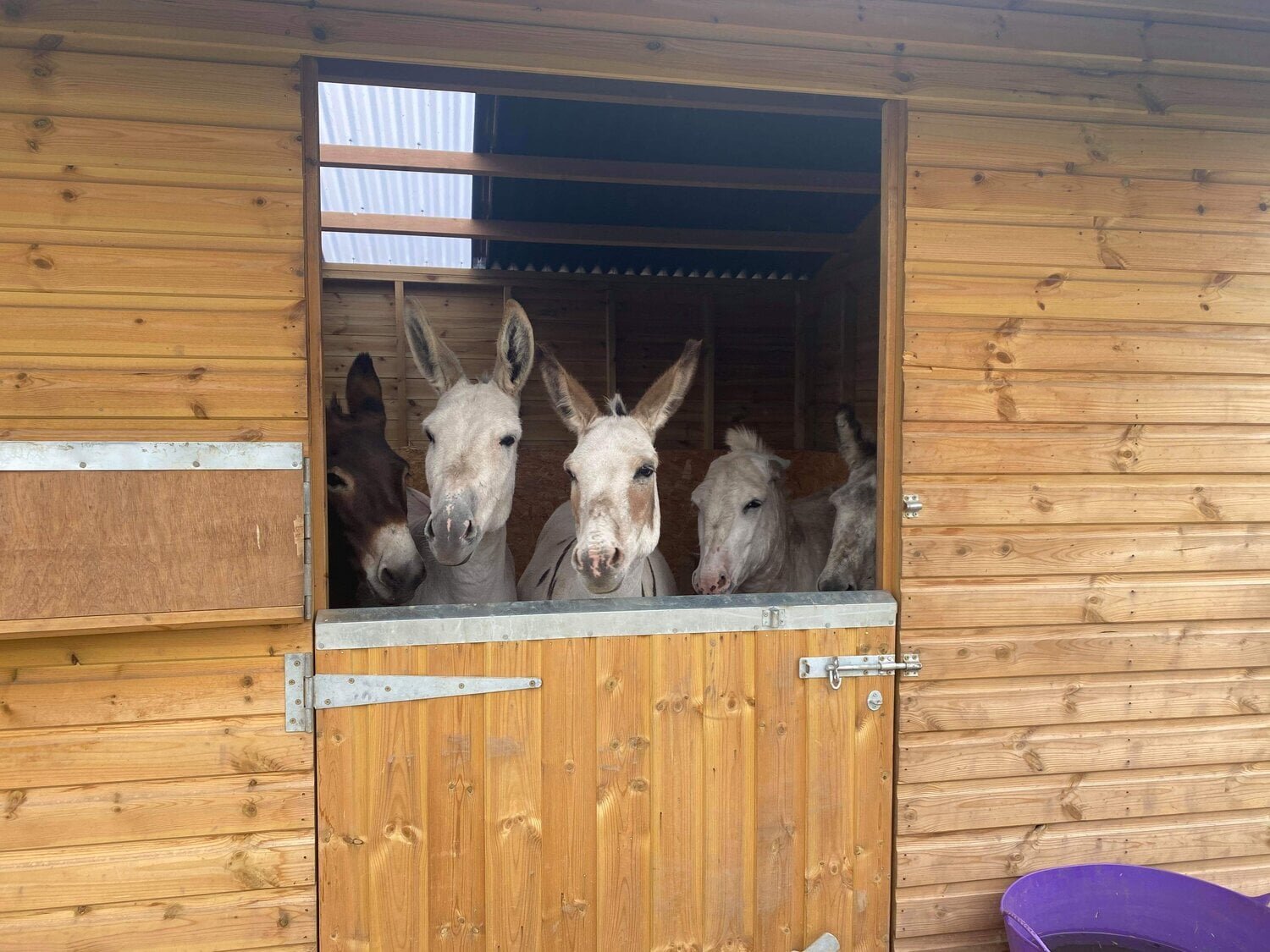 donkey-grooming-at-charnwood-forest.jpeg