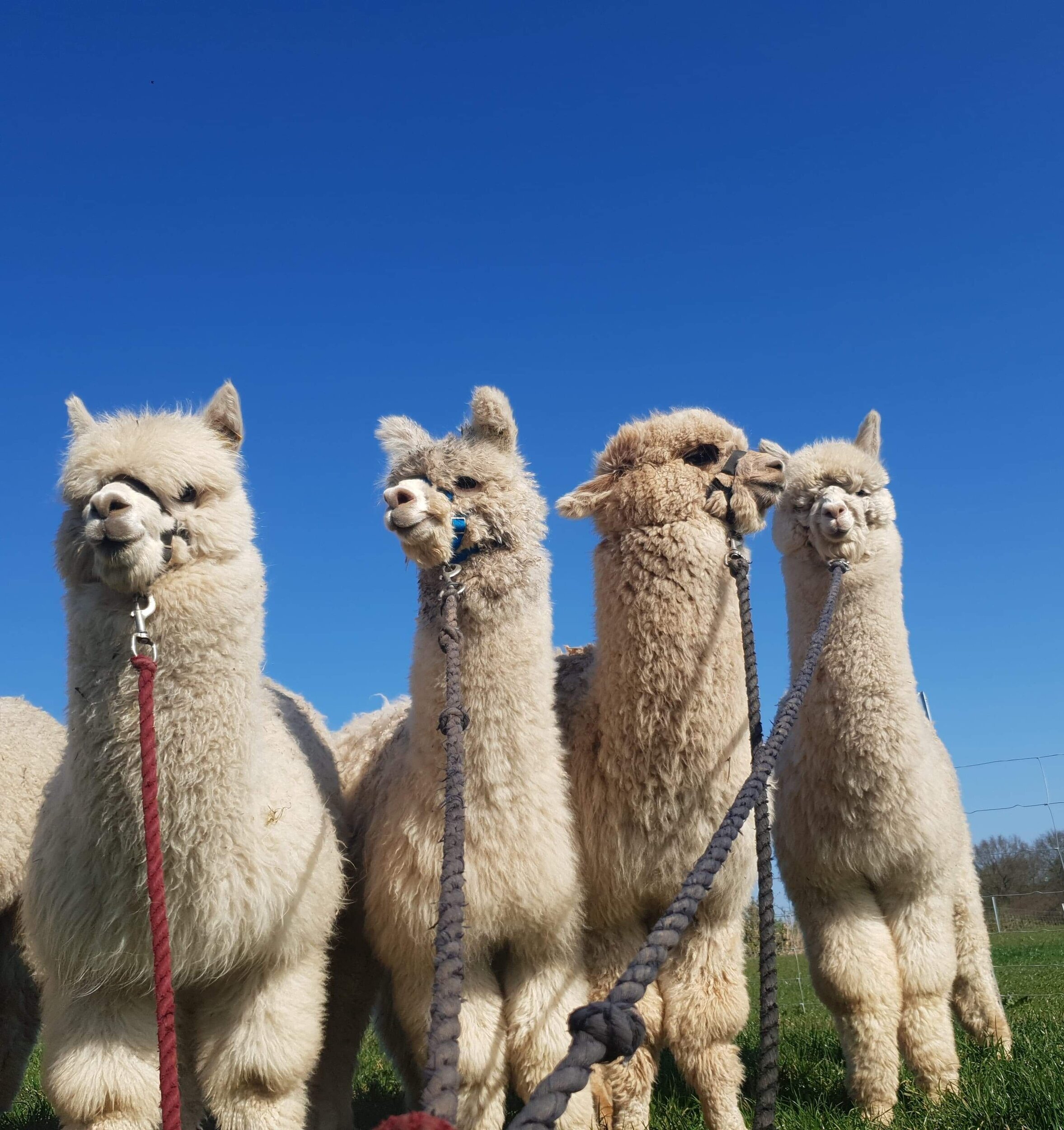 A friendly alpaca looking at the camera