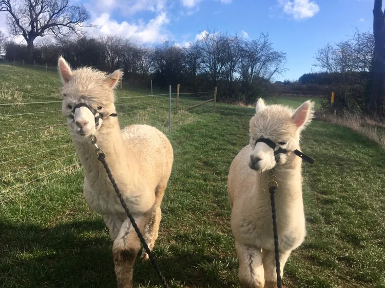 Afternoon Tea & Alpaca Walk - Charnwood Forest Alpacas