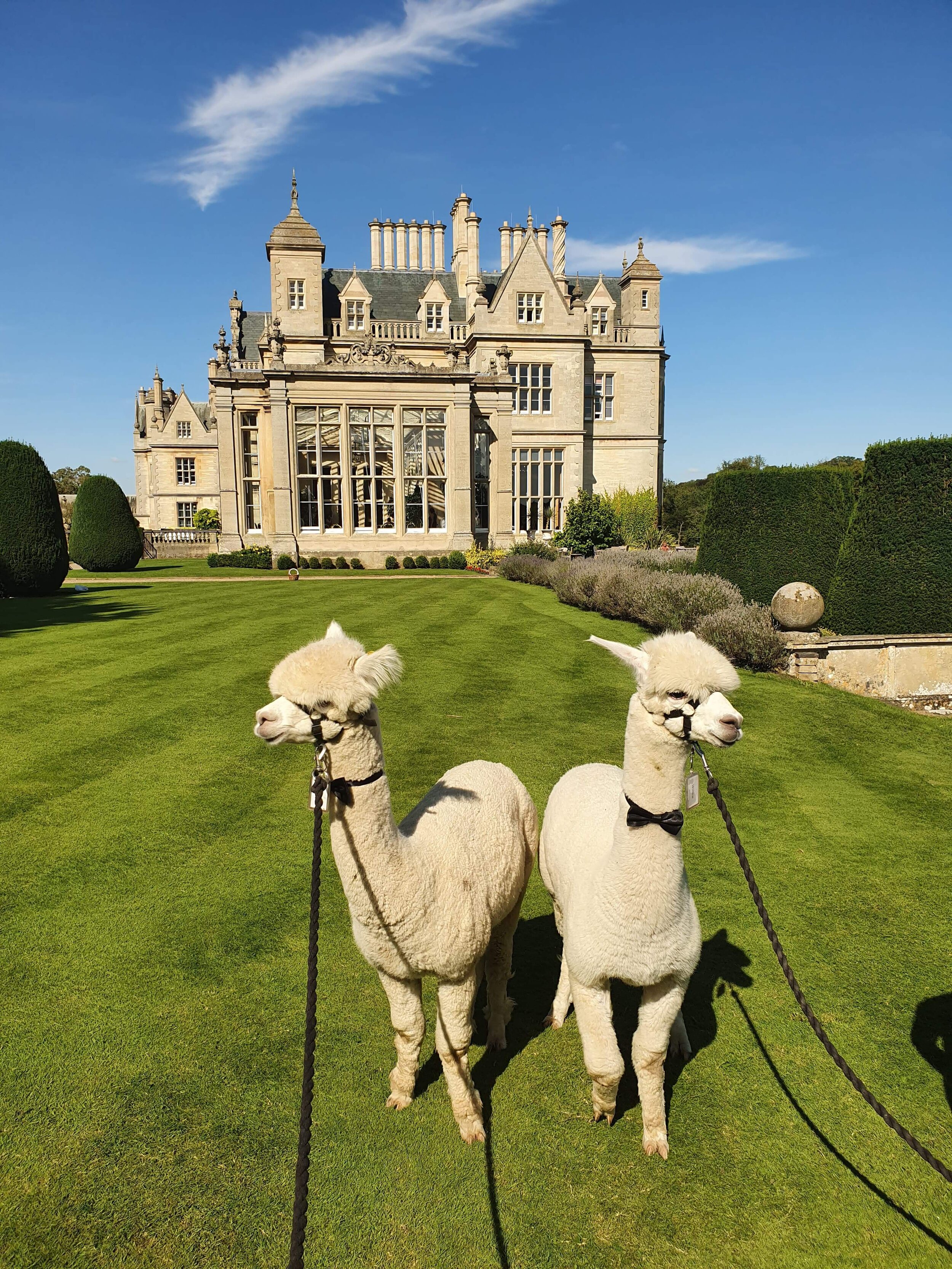 Wedding Alpaca Hire Charnwood Forest Alpacas (2).jpeg