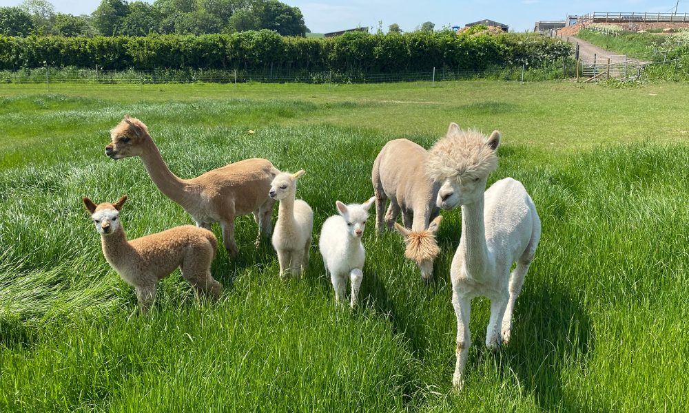 Baby Alpaca Experience.png