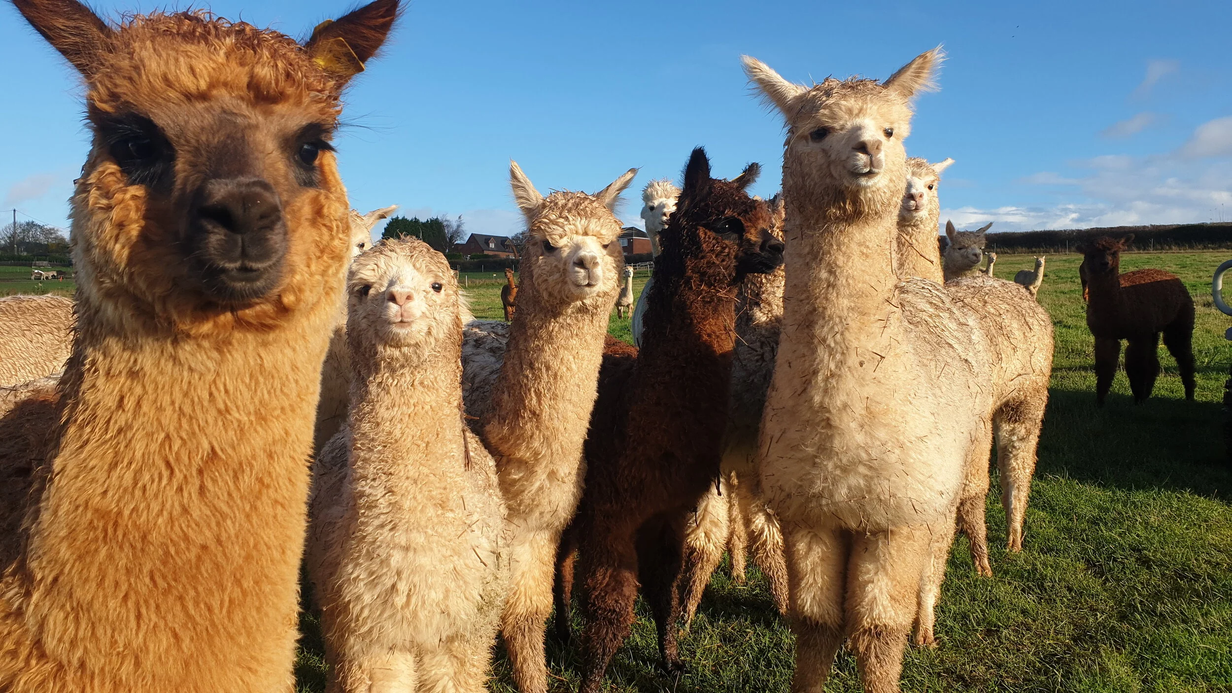 Weanlings 2020.jpg