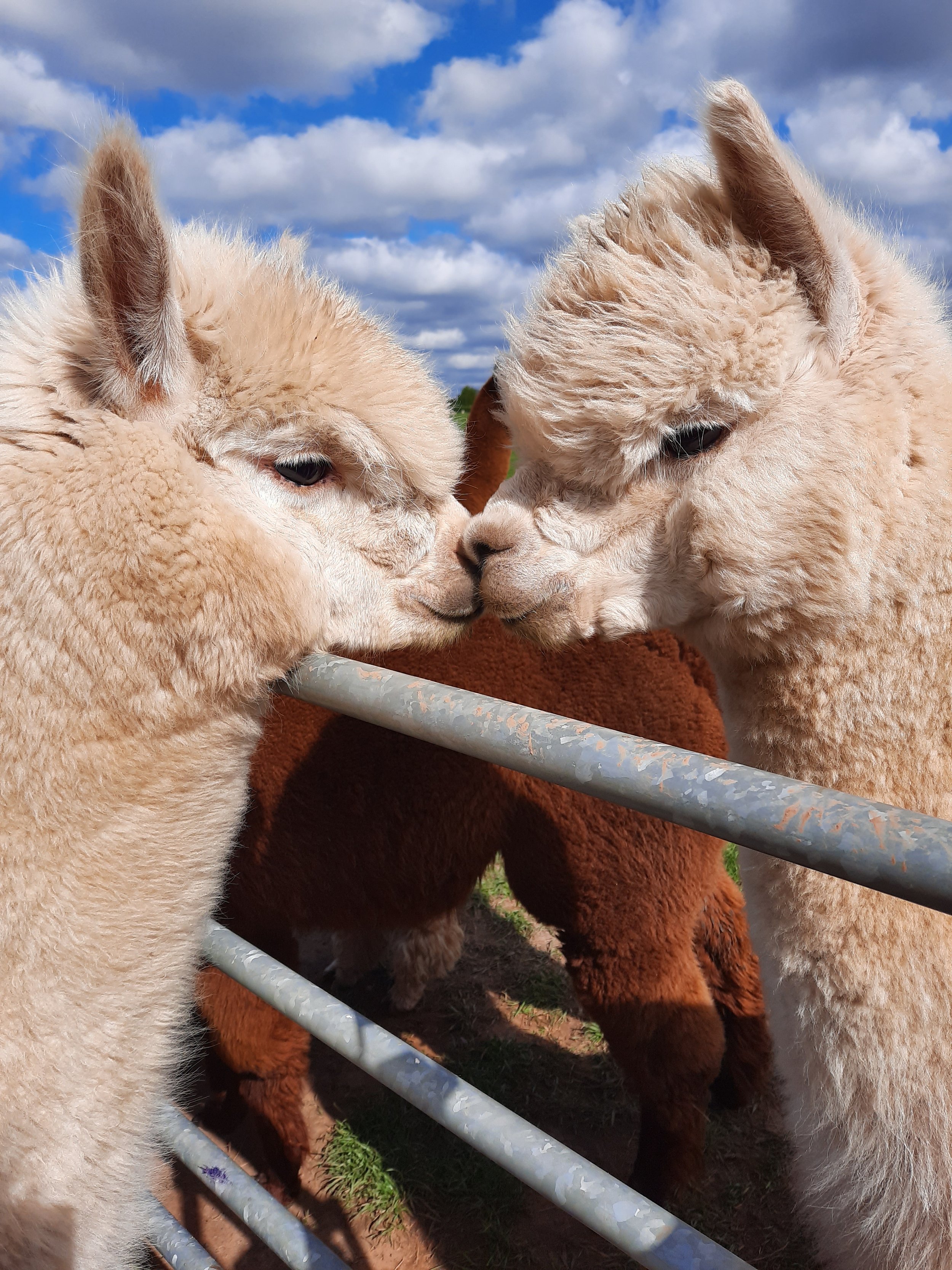 Boys kissing over fence - Bertie & .jpg