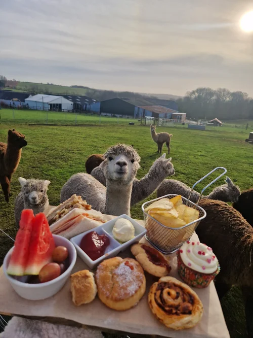 Alpaca at Charnwood Forest