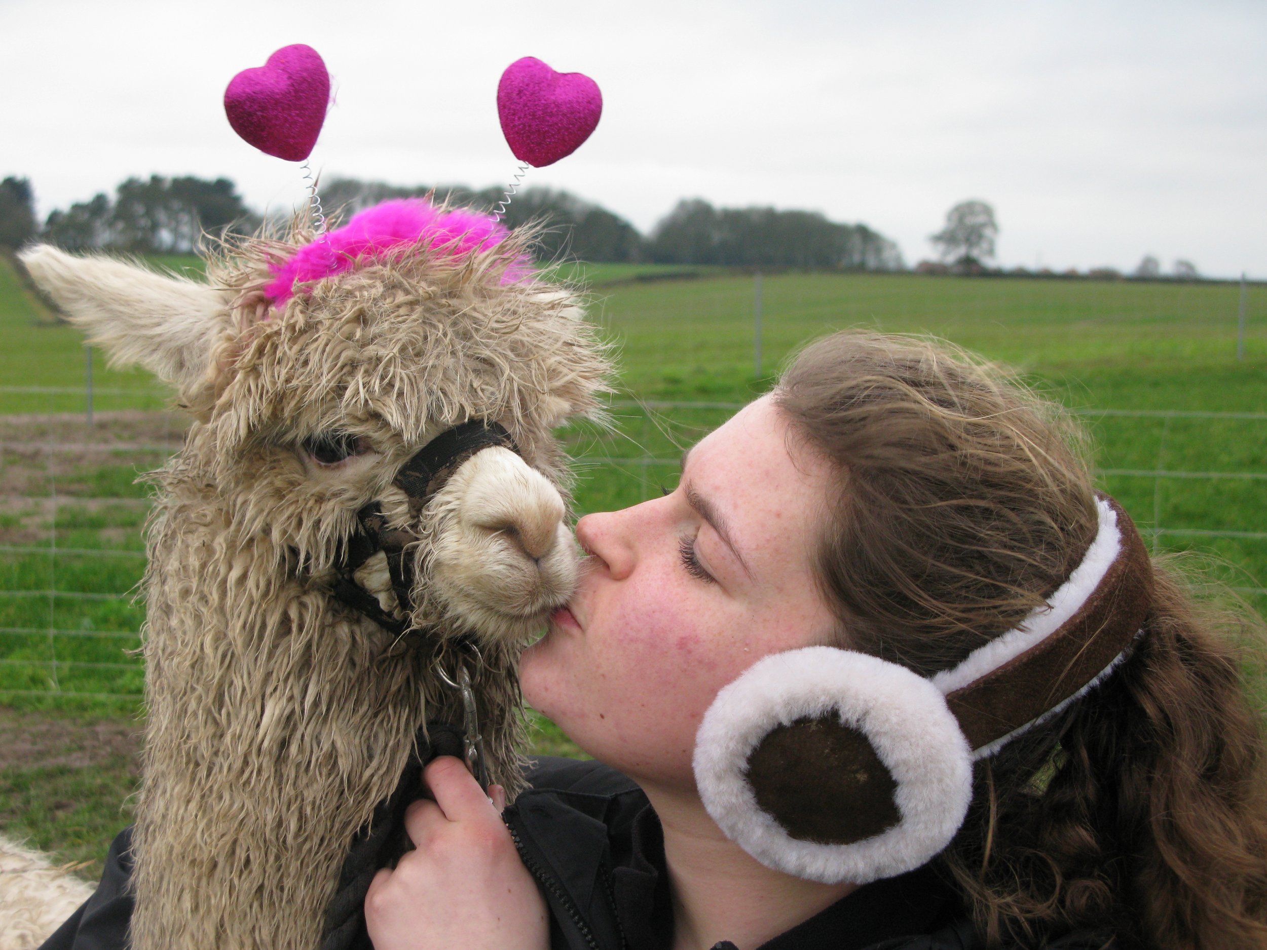 Valentine's Head Bopper Alpaca Pics (12).JPG