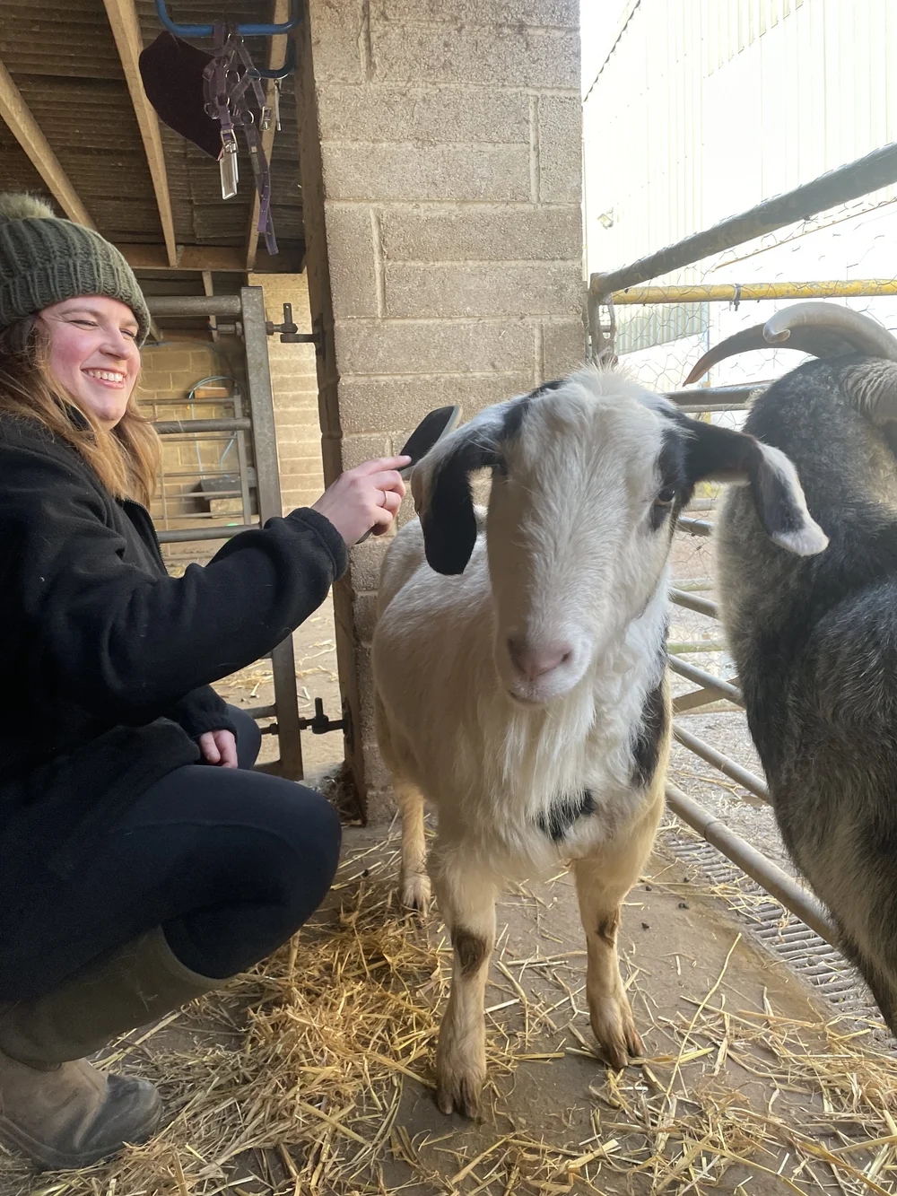 A goat at Charnwood Forest Alpacas during the Goat Experience