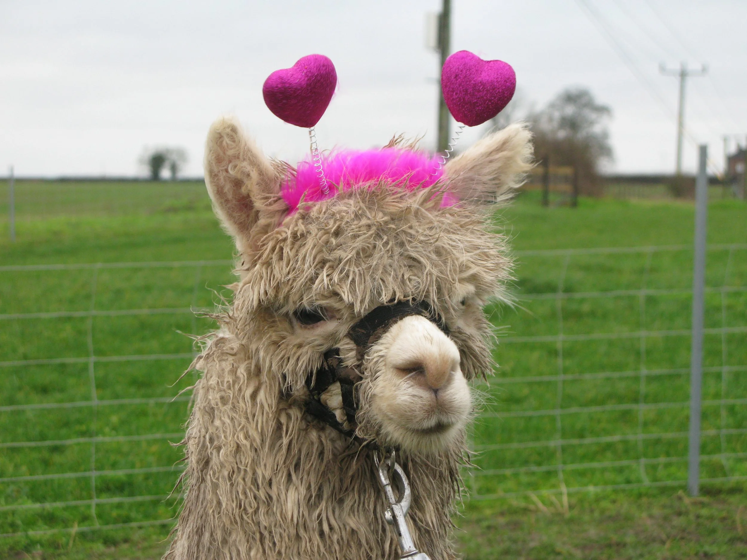 Valentine's Head Bopper Alpaca Pics (11).JPG