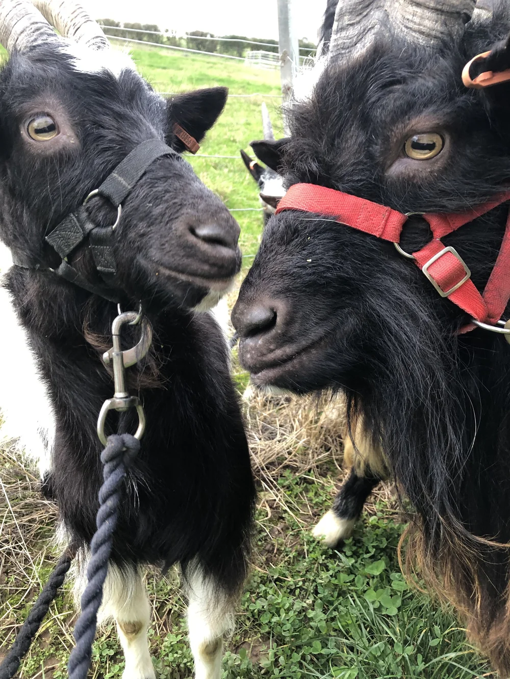Guests meeting goats in the countryside