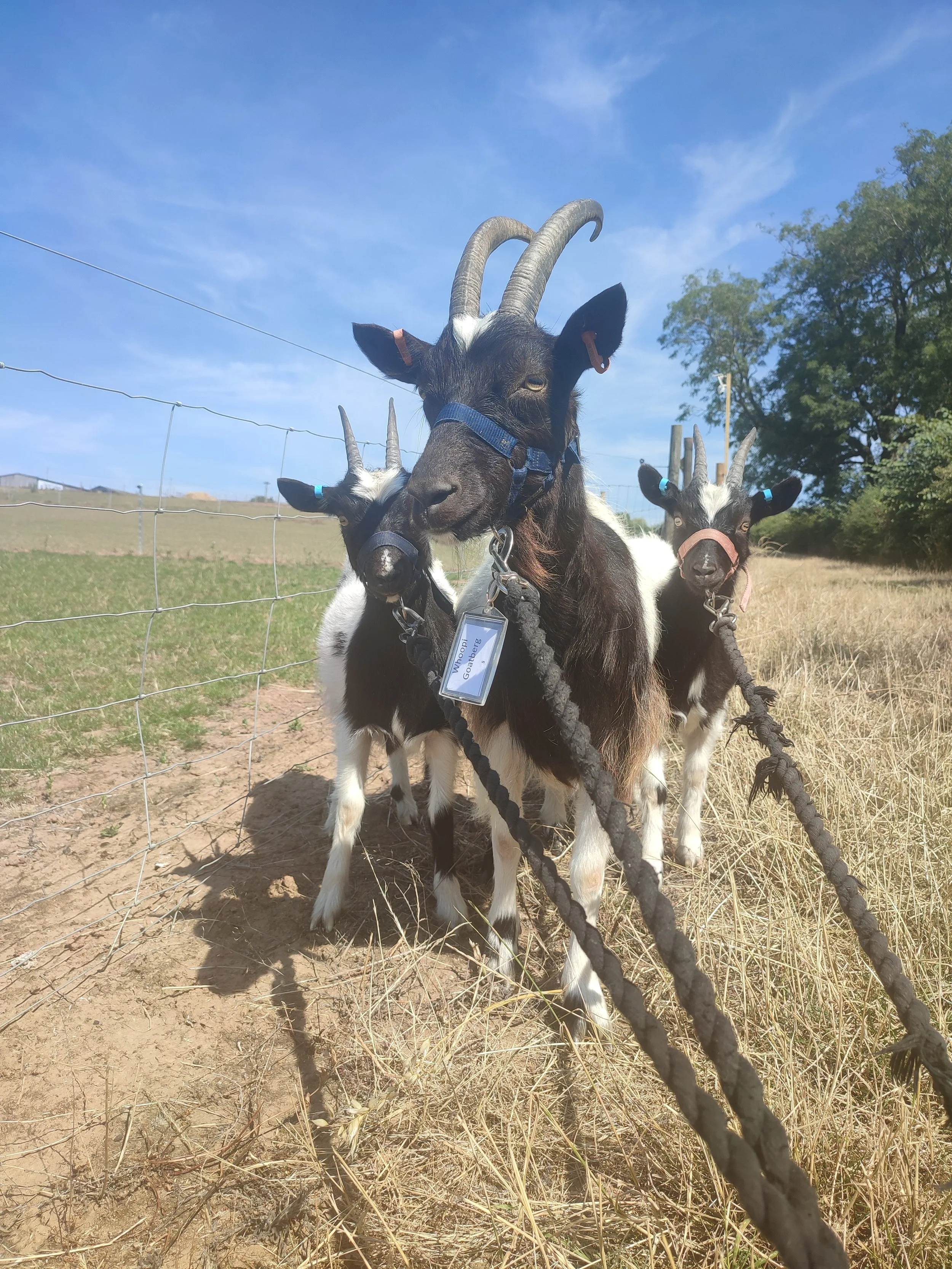 Whoopi, Lennox and Juniper.jpg