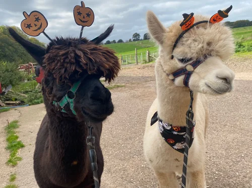 Halloween at Charnwood Forest Alpacas