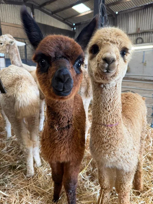 Baby alpacas