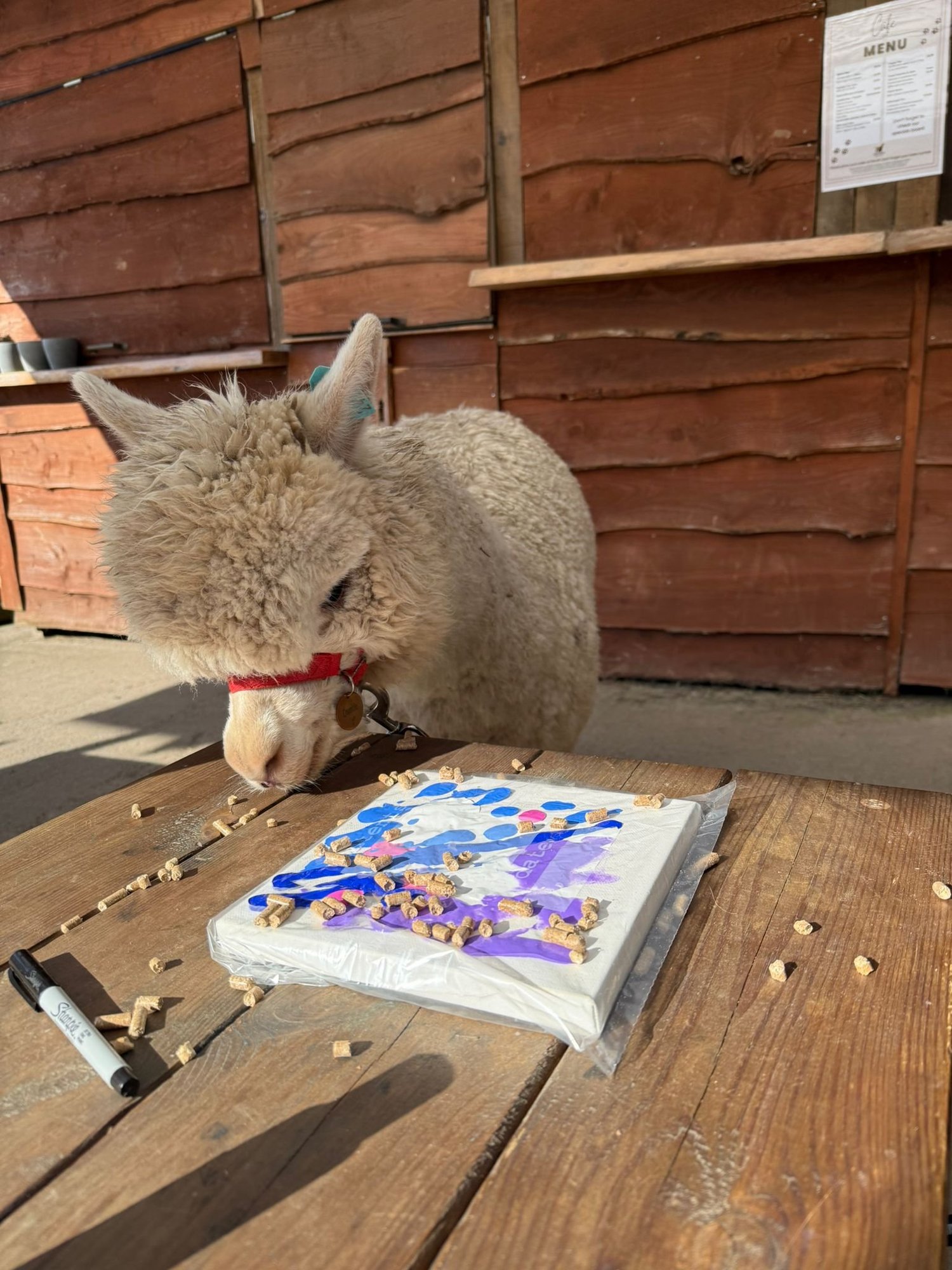 Alpaca painting on a canvas with its colourful nose