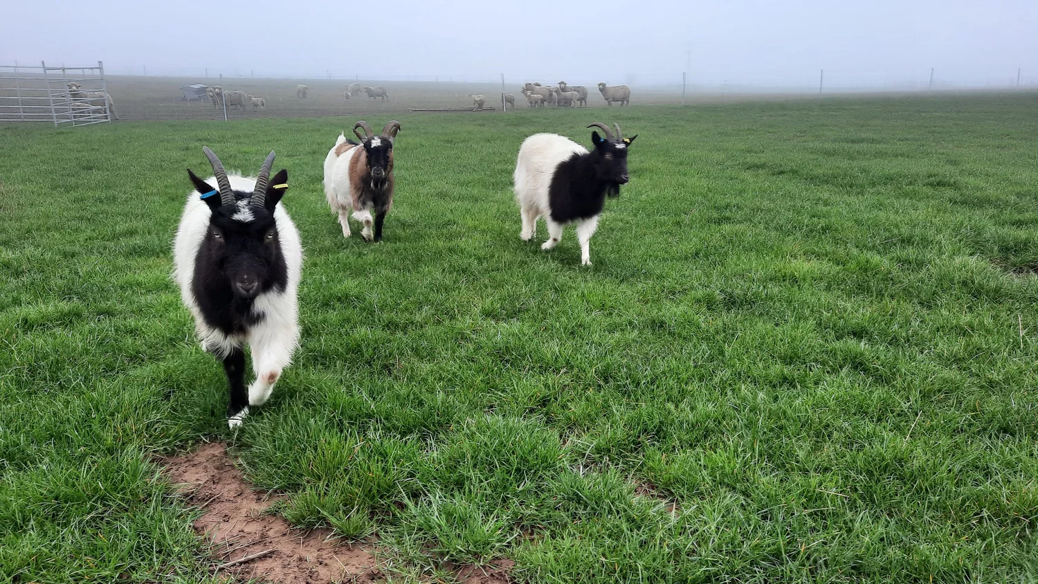 Goat Walking Experience